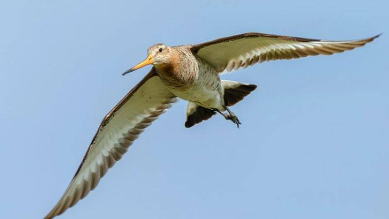 Bird breaks world record by flying non-stop from Alaska to Australia