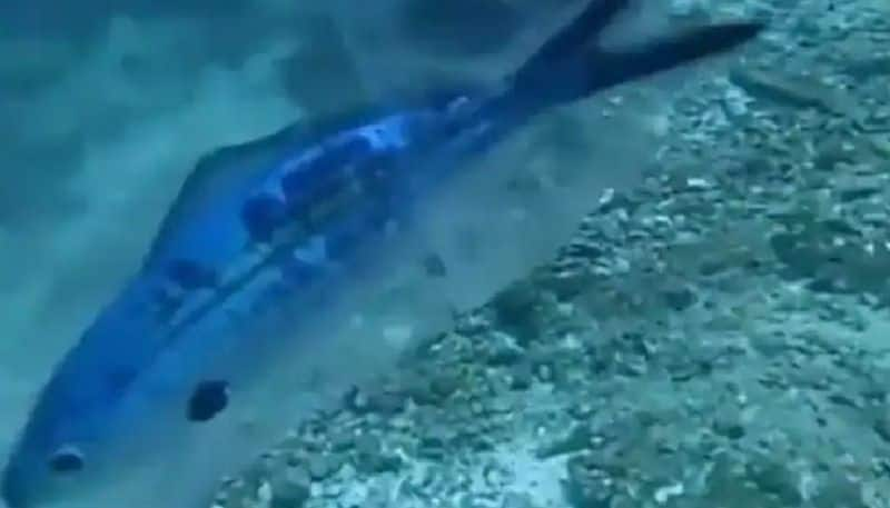 scuba diver rescues fish from plastic packet 