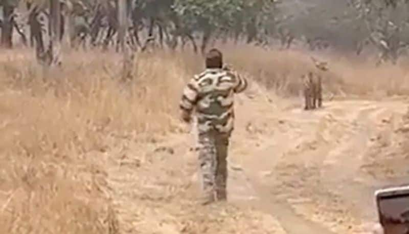 tourist running behind tiger the video goes viral 