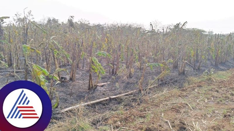 fire accident in banana plantation at Gadag gow