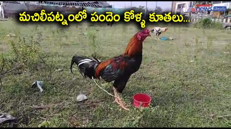 Cockfight roosters sales in Machilipatnam 