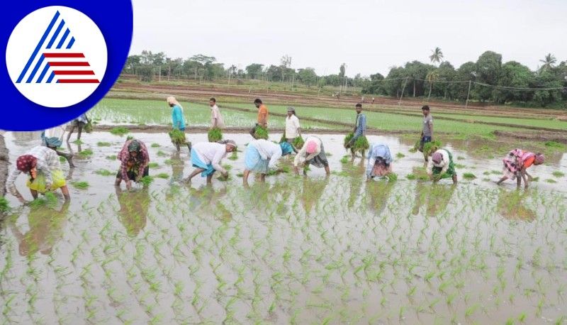 Search for laborers from farmers for paddy planting at bellary rav