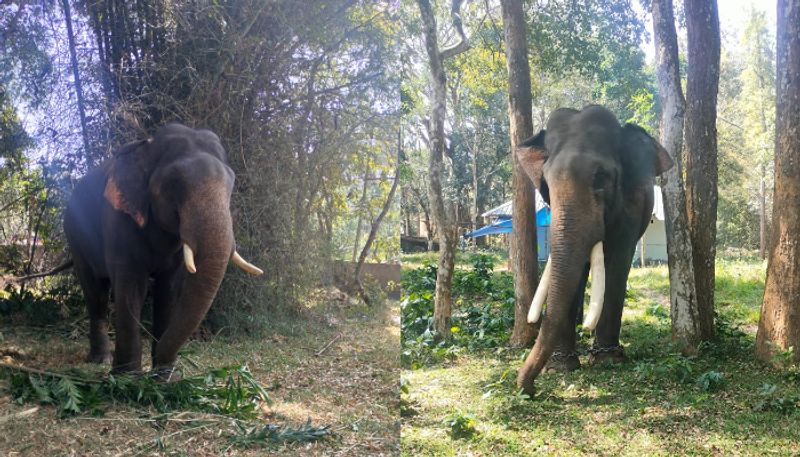 75 year old man died in nilgiris while attacked by forest elephant