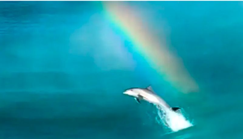 Mesmerising Video Shows Dolphins Stunning Leap As Rainbow Emerges