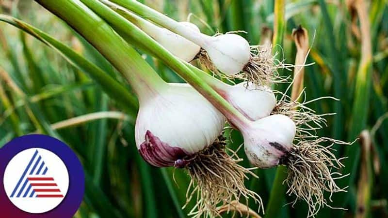 Know about the surprising benefits of green leafy garlic