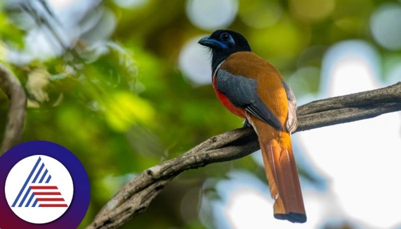 Bird festival in Kodachadri Trekking lovers and bird watchers are very happy sat