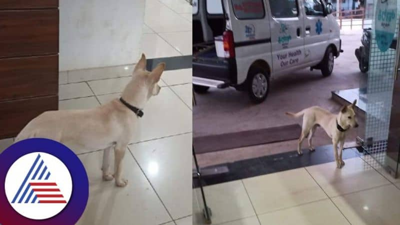 Dog waits for sick owner outside hospital for days in thirthahalli photo goes viral gow