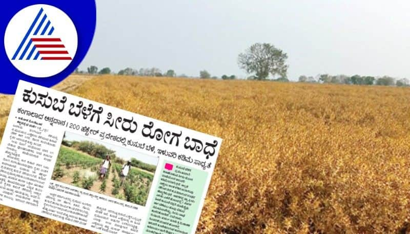 kusube crop affected by seeru disease  farmers panic at gadag rav