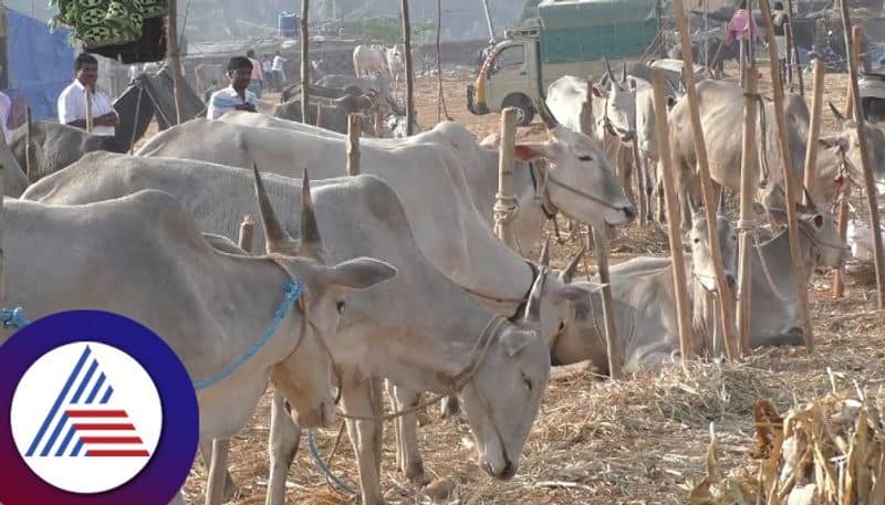 Cattle Lumpy skin disease Banning of historic Bukanabetta cattle fair sat