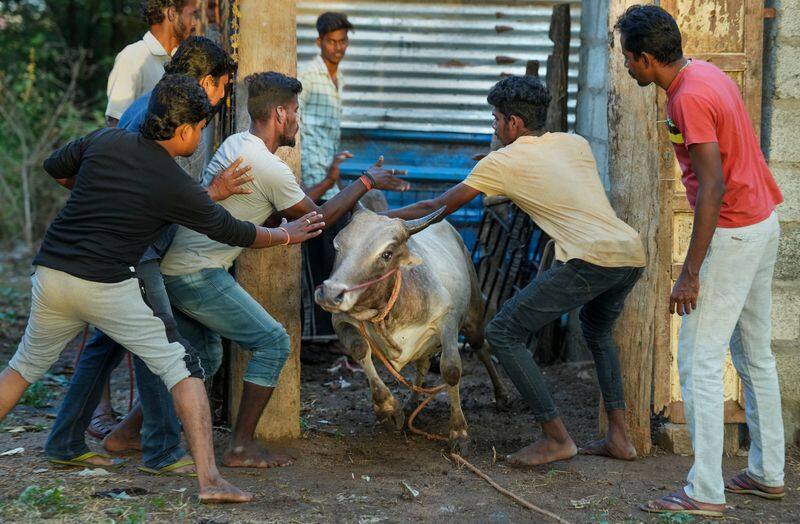 more than 500 bulls and 200 youngsters participated jallikattu in ariyalur