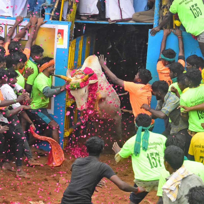 Avaniyapuram jallikattu competition started on the occasion of Pongal festival KAK