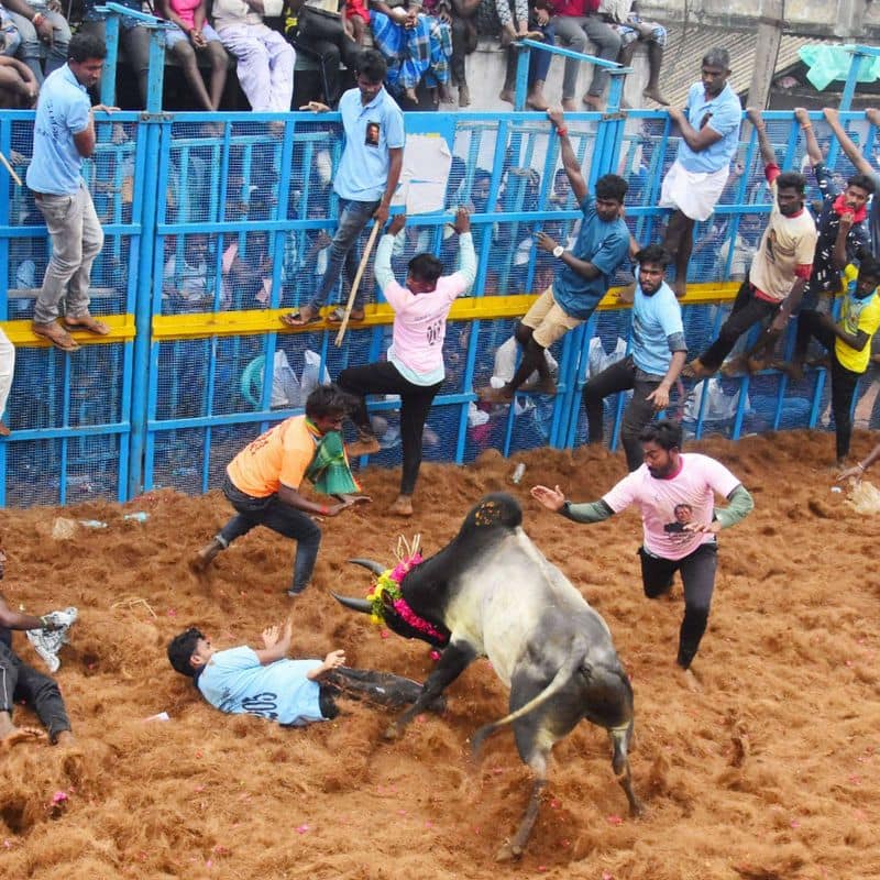 Ban jallikattu competition.. Kavignar Thamarai 