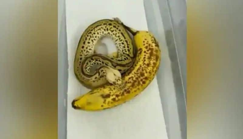 video of a ball python which looks like a banana