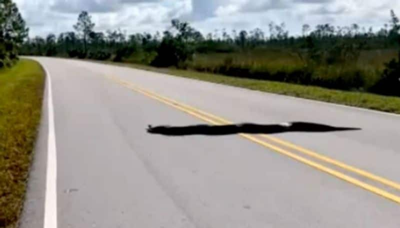 15 foot burmese python caught in a road