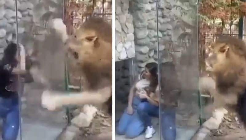 women mocking a lion in zoo the video goes viral 