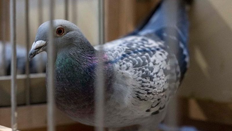 Pigeon suspected of spying for Chinese released after 8 months: Mumbai police sgb