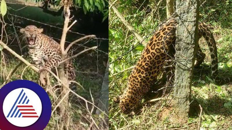 leopard died after getting trapped in snare at ramanagara gow