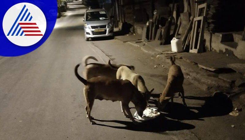 more than 30 sheep killed by street dogs bite in tenkasi district