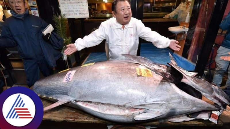 why bluefin tuna is so expensive 