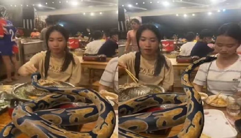 snake in restaurant table 