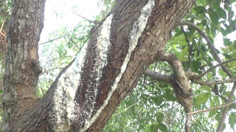 Locals Offer Puja To Miracle Neem Tree Oozing Milk In Trichy