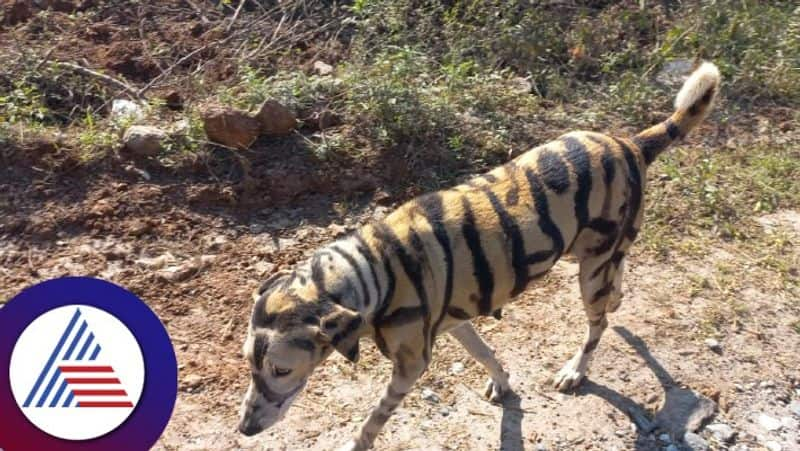 Farmer in Hanur Chamarajanagar paints dog as tiger to protect his crop but localites are amused at amazing idea gvd 