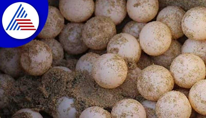 Olive ridley sea tortle eggs found in Kasarakoda Tonka beach at uttarakannada rav