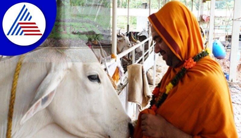 Cow Day celebration at Bhankuli Gousvarga from today at siddapur rav