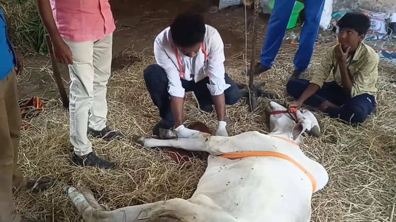 steel plate is fitting succesfully in cow leg in vellore government veterinary hospital