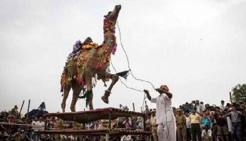 Agitated camel killed its owner, villagers beaten to death camel in Rajasthan Bikaner akb