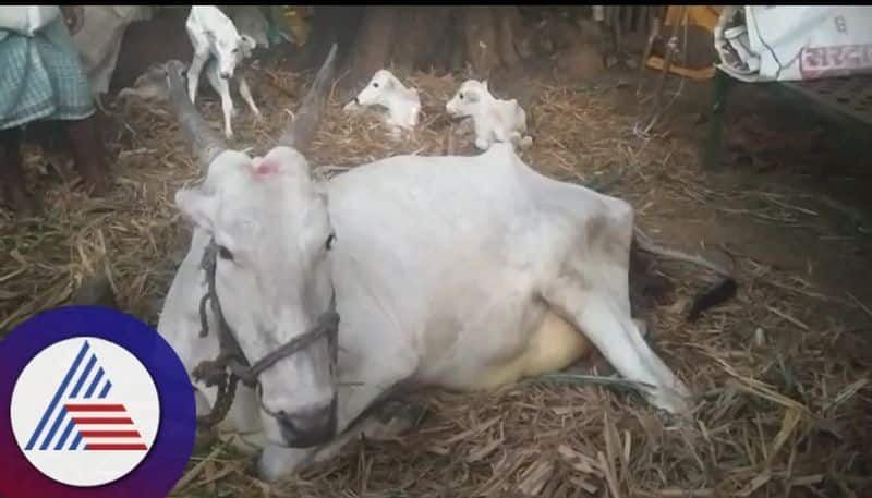 Cow gives birth to four calves at once Big surprise for farmers sat