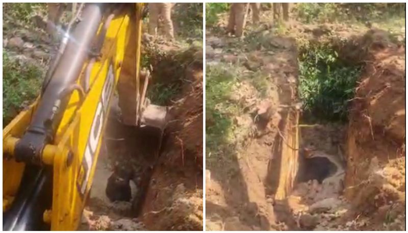 wild buffalo saved from well 