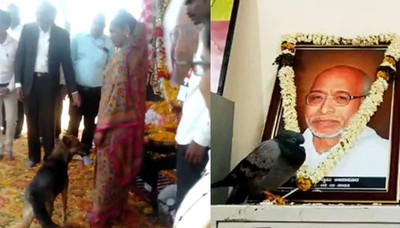 Vijayapura Miracle of Siddeshwar Sri Earlier a dove today a dog bowed sat