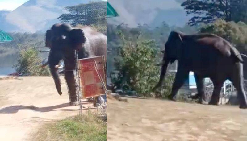 wild elephant entered marudhamalai temple path in coimbatore