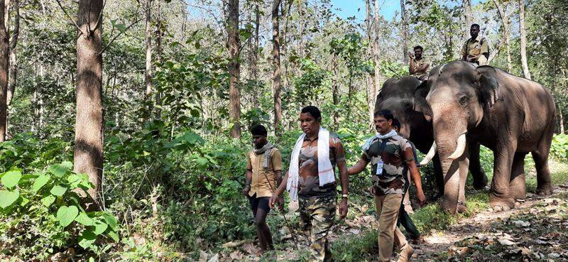 more than 30 forest elephant a group entered residential area in krishnagiri district