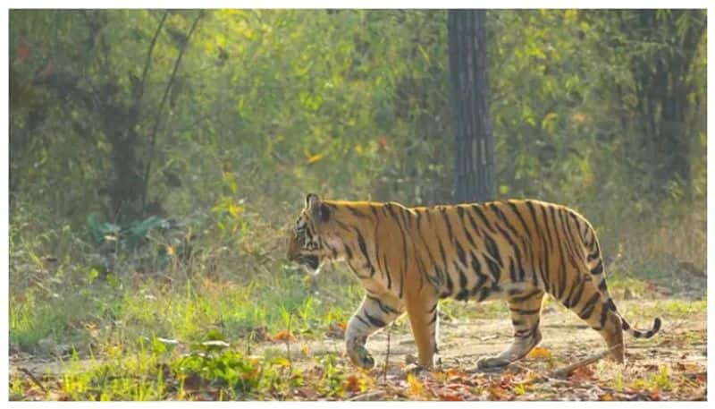 Forest officials continue search operations for mother tiger in Nallamala Forest