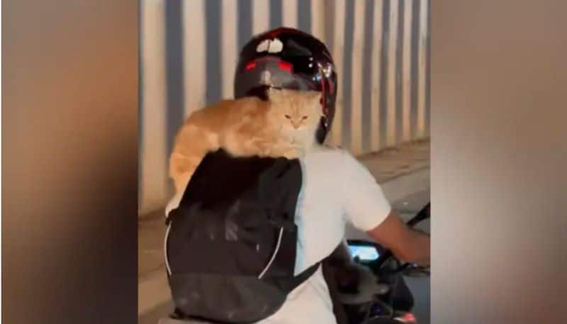 Video Of Man Carrying Cats On His Bike Goes Viral