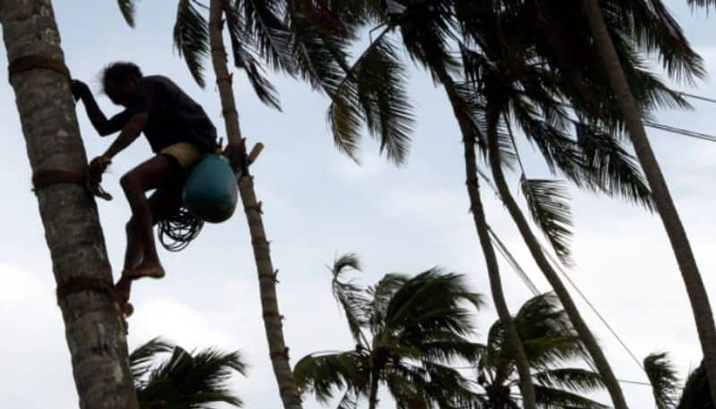  Why Toddy tappers setup Locks To Toddy palm trees in Warangal District lns ?