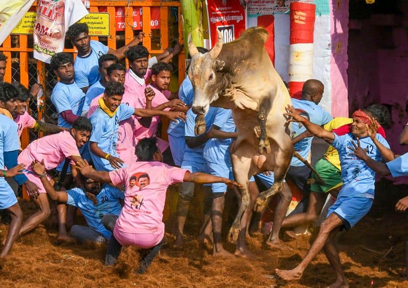 world famous Alanganallur Jallikattu competition has started tvk