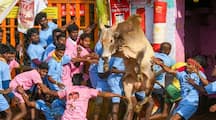 world famous Alanganallur Jallikattu competition has started tvk