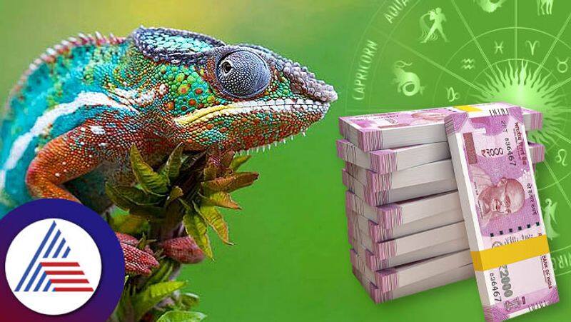 Seeing a chameleon like this early in the morning is a sign of getting money skr