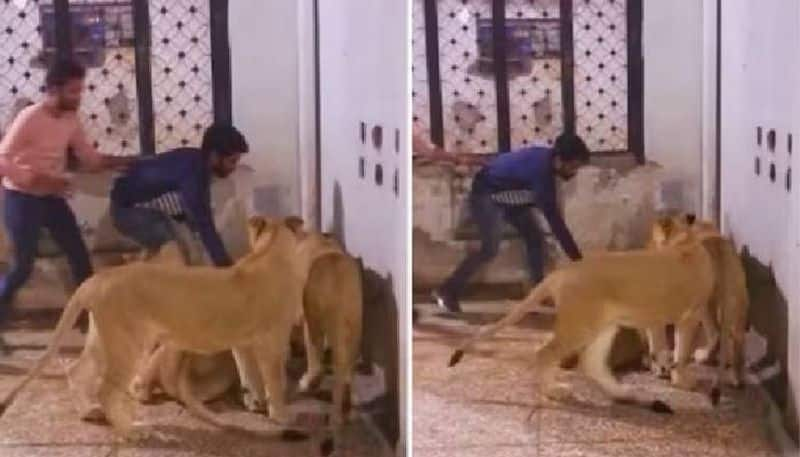 man in lion cage attacked by Lionesses