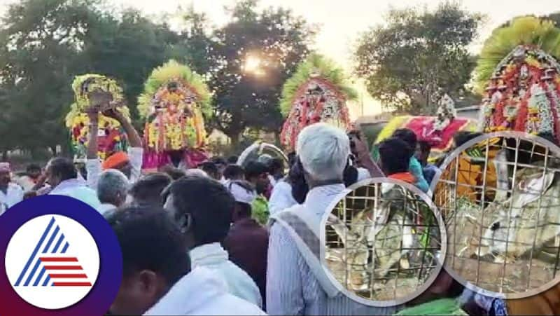 Rabbit predicts yearly horoscope in Tumakur during Sankranti skr