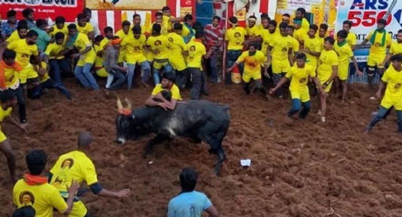 World Famous Palamedu Jallikattu has started Rya