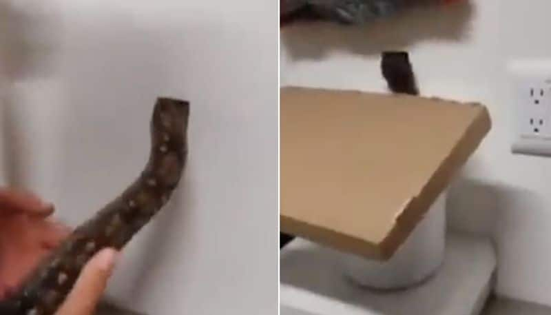 snake being used to flush out rats