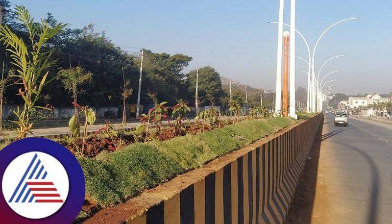 1.80 Crores for Planting Saplings on the Road Divider in Chitradurga grg