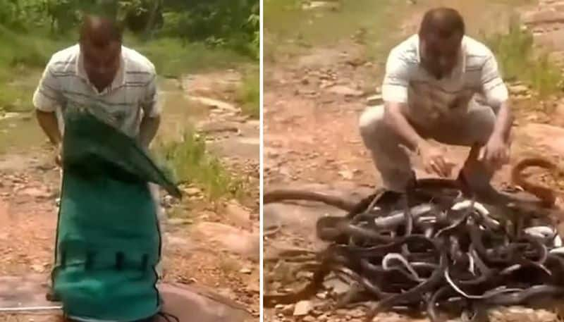 man releasing a sack full of snakes near a jungle 