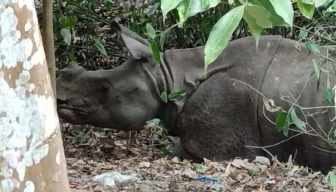 असम में बुलडोजर लाया Good News, पावा रिजर्व फॉरेस्ट से अतिक्रमण हटते ही नजर आया एक सींग वाला गैंडा, CM हुए खुश
