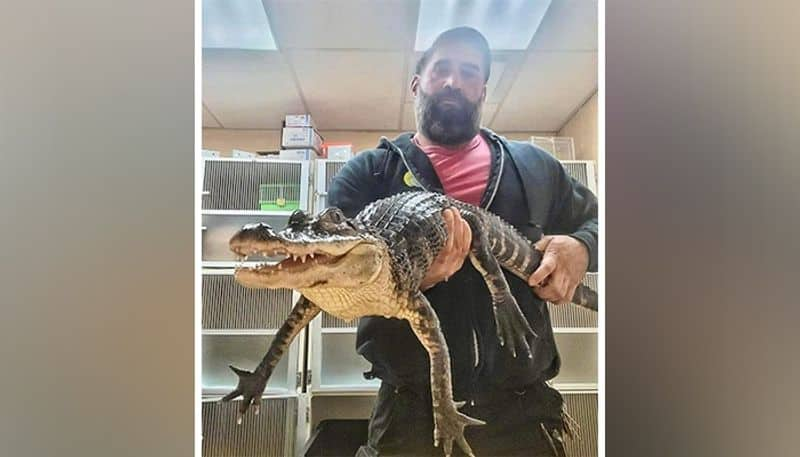 New Jersey: Man finds 3-feet-long alligator in a plastic bin outside his home - adt 