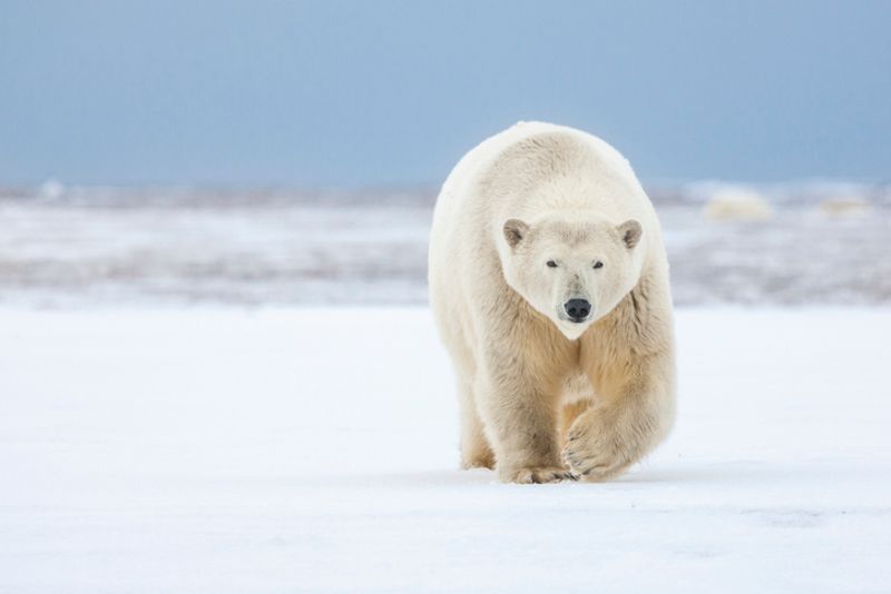 Rare polar bear killed by police in Iceland after approaching cottage AJR